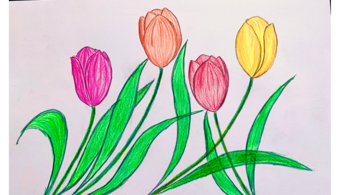 Cách vẽ hoa tulip